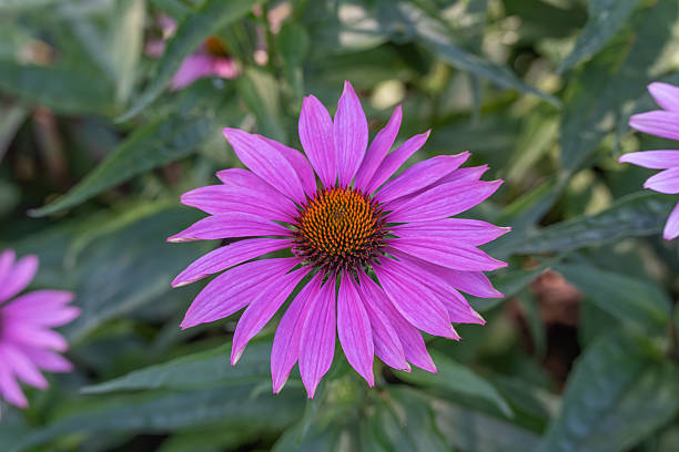 Purple Echinacea Coneflower Seeds