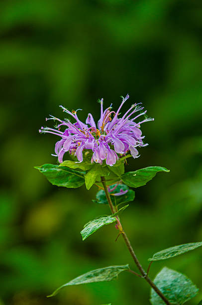 Purple Monarda fistulosa Flower Seeds – Rare Blooming Plants - Heirloom Non GMO High Germination Organic Garden Seeds