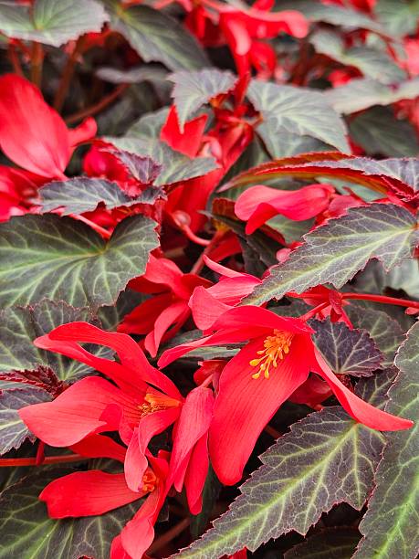 Red Boliviensis Flower Seeds