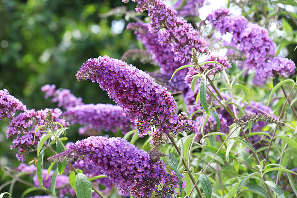 Buddleja Flower Seeds