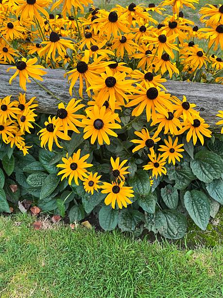 Black Rudbeckia Flower Seeds