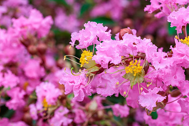 Crepe Myrtle Flower Seeds - Heirloom Non GMO High Germination Premium Garden Seeds for Planting