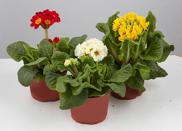 Bergenia Flower Seeds Perennial | Heirloom Non - Heirloom Non GMO High Germination Garden Seeds