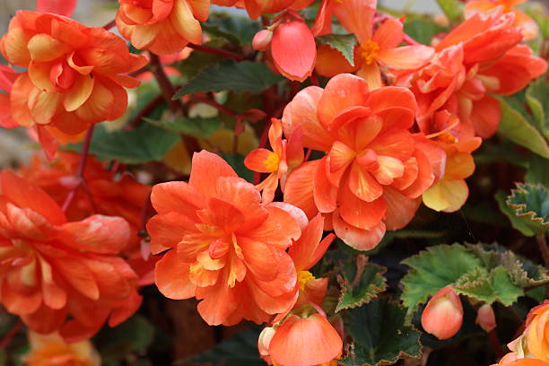 Orange Begonia Tuberous Flower Seeds - Heirloom Non GMO High Germination Premium Flower Seeds for Home Garden