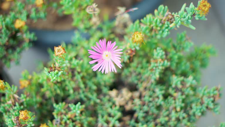 Pink Delosperma Flower Seeds - Heirloom Non GMO Garden Seeds for Planting