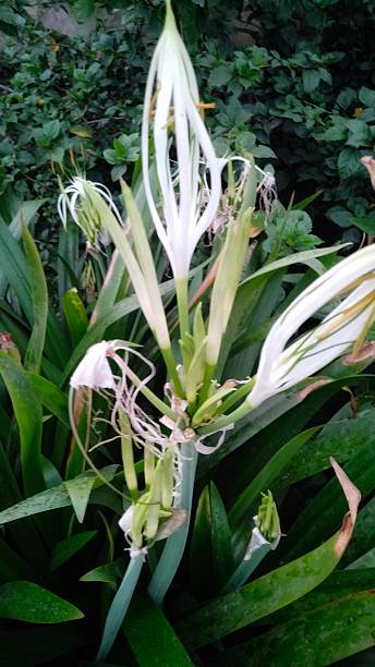 Crinum Flower Seeds - Heirloom Non GMO High Germination Premium Garden Seeds for Planting