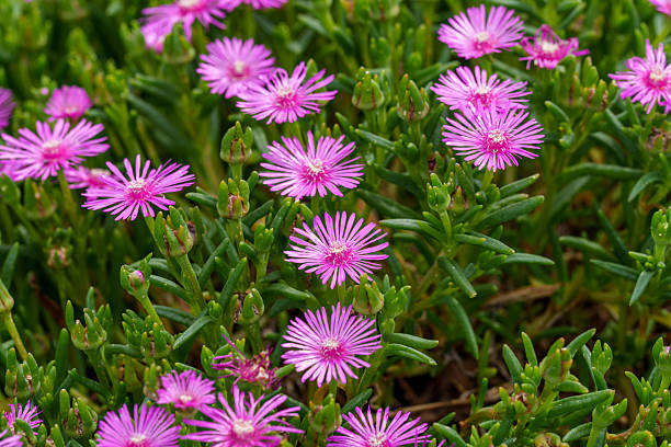 Pink Delosperma Flower Seeds – Easy Grow Blossoms for Pots and Backyard Spaces