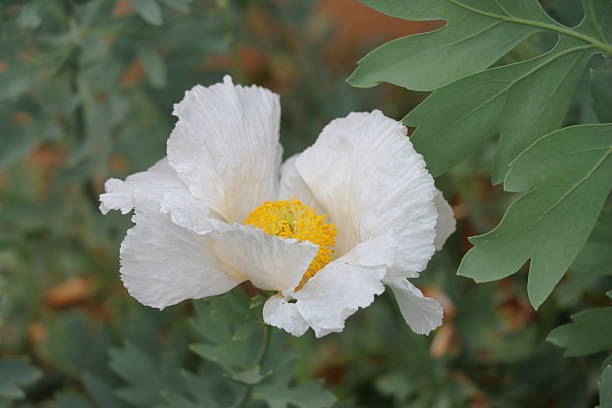 Cucullaria Flower Seed