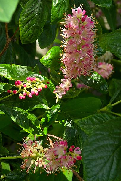 Clethra Alnifolia Rosea Flower Seeds - Heirloom Non GMO High Germination Garden Planting Seeds