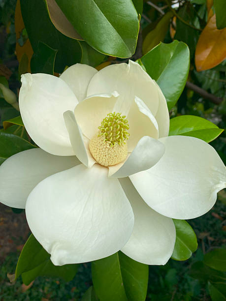 White Magnolia Flower Seeds – Heirloom, Non GMO, High Germination Seeds