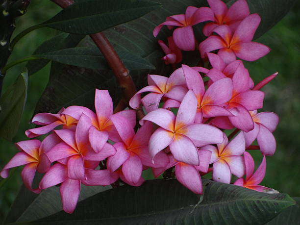 Pink Frangipani Flower Seeds