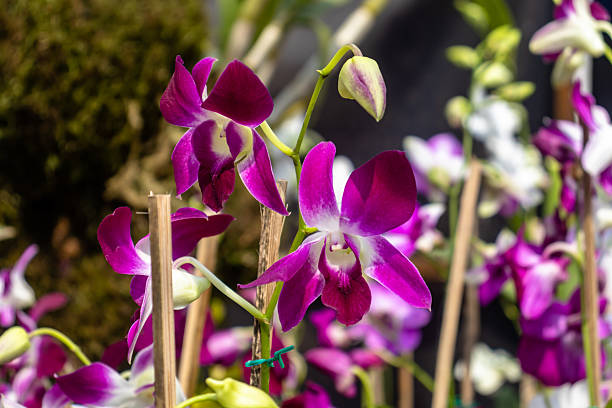 Dendrobium Flower Seeds