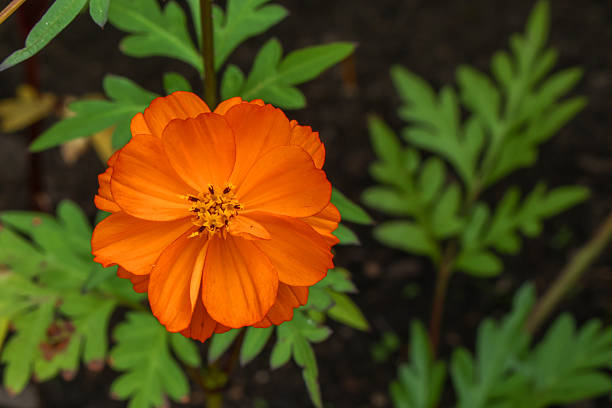 Orange Cosmos Flower Seeds - Heirloom Non GMO High Germination Premium Flower Seeds for Home Garden