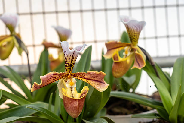 Cypripedium Flower Seeds - Heirloom Non GMO High Germination Premium Garden Seeds for Planting