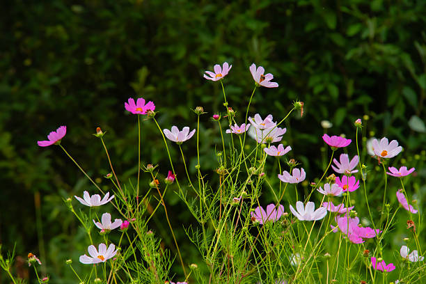 Pink White Cosmos Flower Seeds