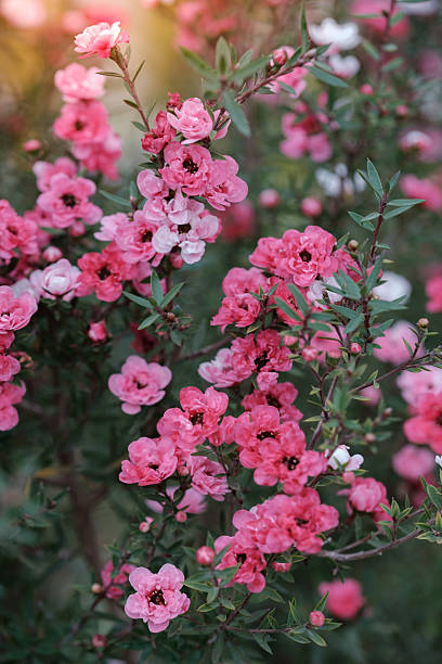 Pink Leptospermum Flower Seeds