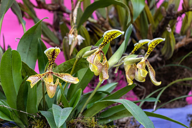 Cypripedium Flower Seeds