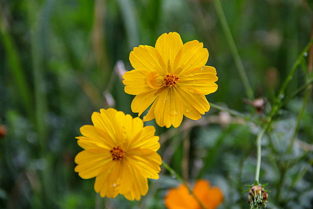 Yellow Cosmos Flower Seeds
