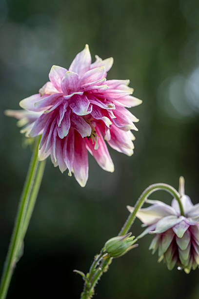 Aquilegia Winky Double Columbine Flower Seeds - Heirloom Non GMO Premium Garden Seeds for Planting