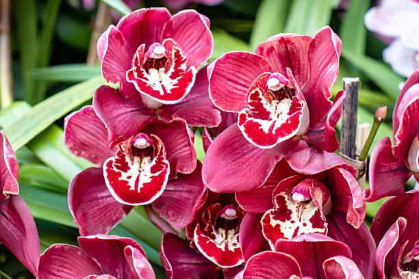Cymbidium Flower Seeds