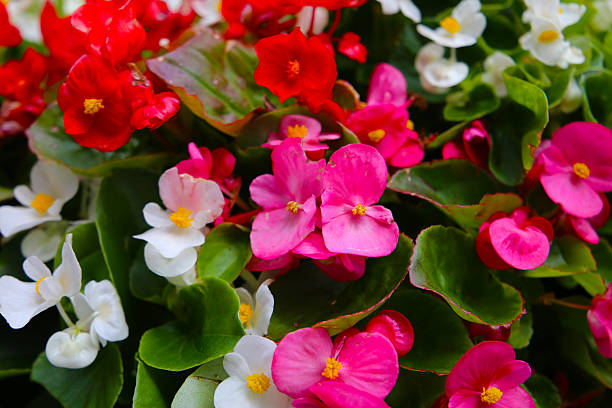 Bougainvillea Flower Seeds - Heirloom Non GMO Premium Garden Seeds for Planting
