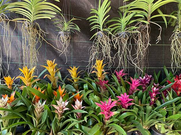Mixed Bromeliad Flower Seeds