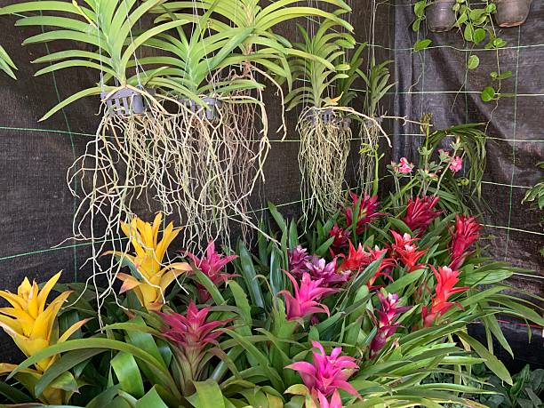 Mixed Bromeliad Flower Seeds