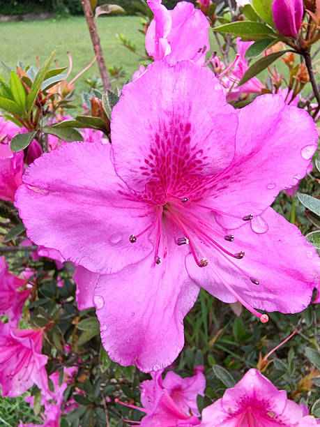 Aztekium Flower Seeds - Heirloom Non GMO Premium Garden Seeds for Planting