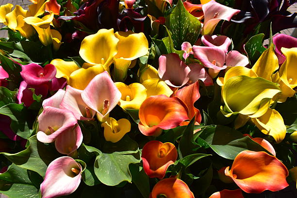 Mixed Calibrchoa Flower Seeds - Heirloom Non GMO Flower Seeds, Premium High Germination Garden Planting Seeds