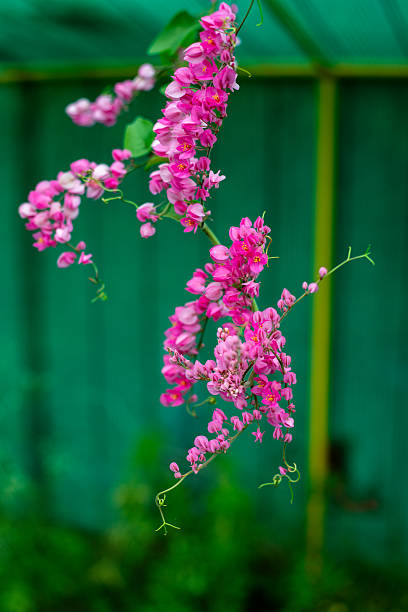 Antirrhinum Flower Seeds - Heirloom Non GMO Premium Garden Seeds for Planting