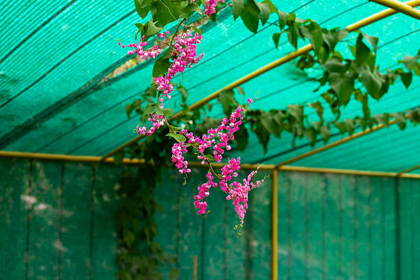 Antigonon Flower Seeds