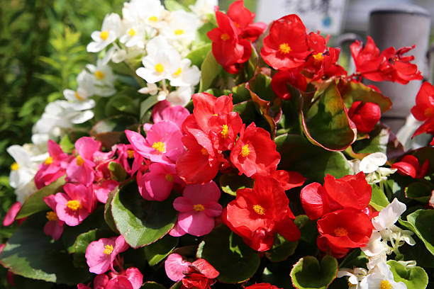 Bougainvillea Flower Seeds - Heirloom Non GMO Premium Garden Seeds for Planting