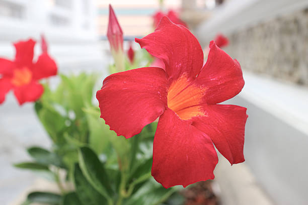 Red Dipladenia Flower Seeds