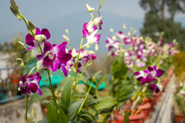 Purple Dendrobium Orchid Flower Seeds