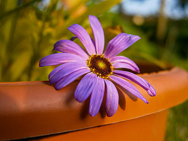 Brachyscome Iberidifolia Flower Seeds