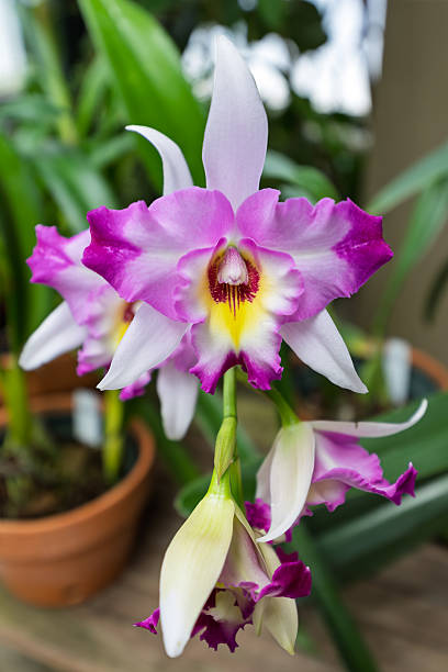 Pink White Cattleya Orchid Flower – Exotic Flowering Plants Seeds - Heirloom Non GMO High Germination Organic Garden