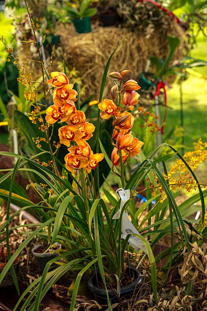 Cymbidium Orchid Flower Seeds