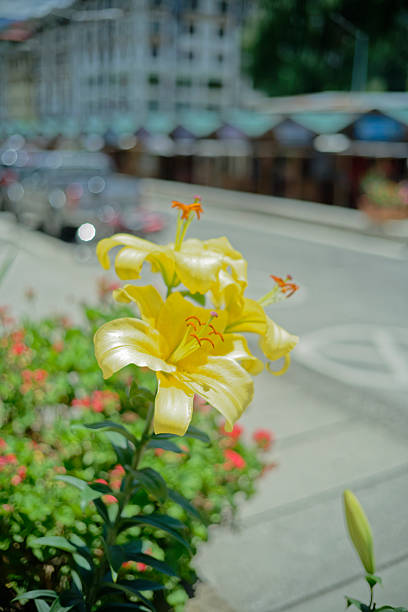 Yellow Amaryllis Flower Seeds - Heirloom Non GMO High Germination Garden Planting Seeds