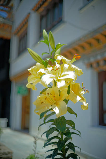 Yellow Amaryllis Flower Seeds