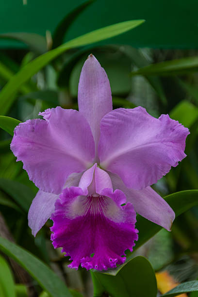 Cattleya Flower Seeds