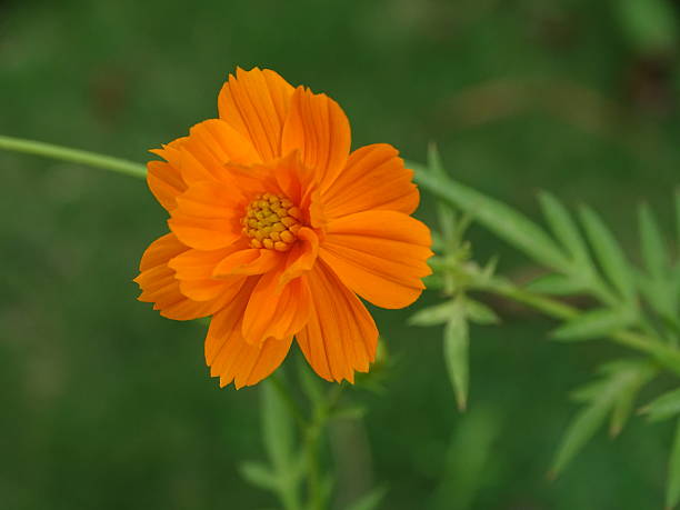 Orange Cosmos Flower Seeds