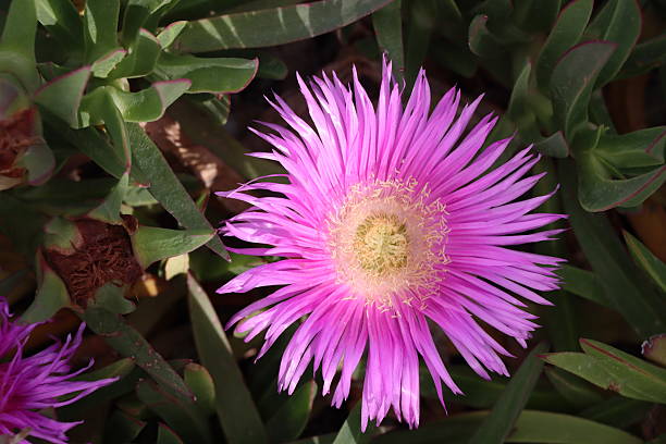 Pink Delosperma Flower Seeds - Heirloom Non GMO High Germination Seeds
