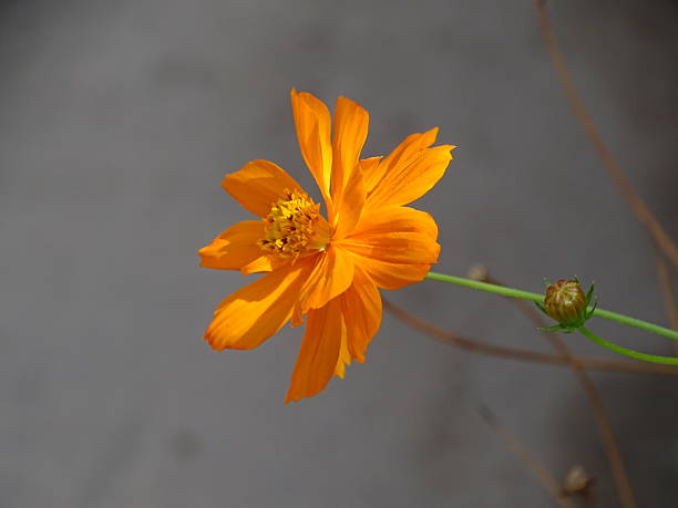 Orange Cosmos Flower Seeds for Planting | Heirloom, Non-GMO, High Germination Seeds