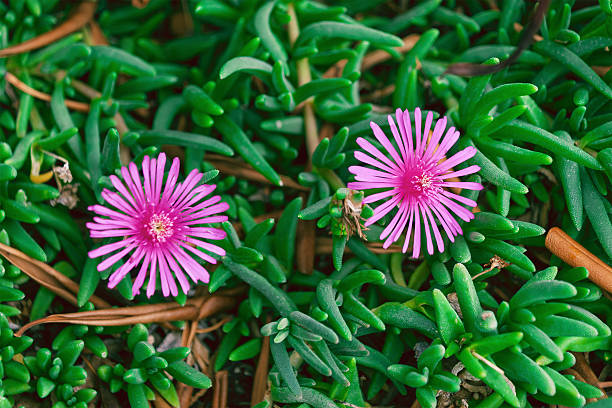 Pink Delosperma Flower Seeds - Heirloom Non GMO High Germination Seeds