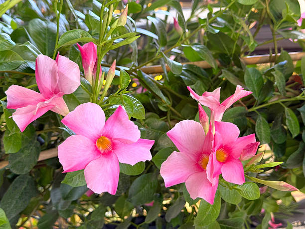 Mandevilla Flower Seeds Rare Blooming Plants for Balcony and Outdoor Gardens for Colorful Landscape - Heirloom, Non