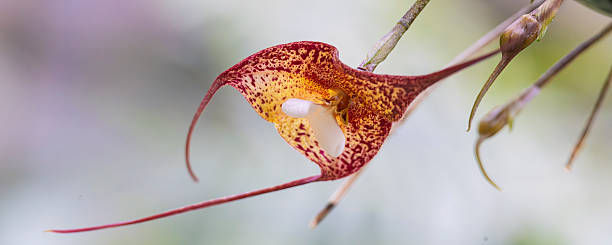 Monkey Face Orchid Flower Seeds – Exotic Flowering Plants for Vibrant Garden Beauty