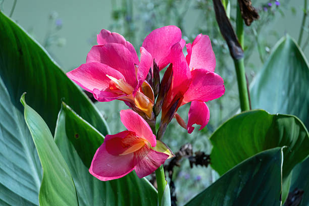 Pink Canna Flower Seeds - Heirloom Non GMO Garden Seeds for Planting, High Germination Quality