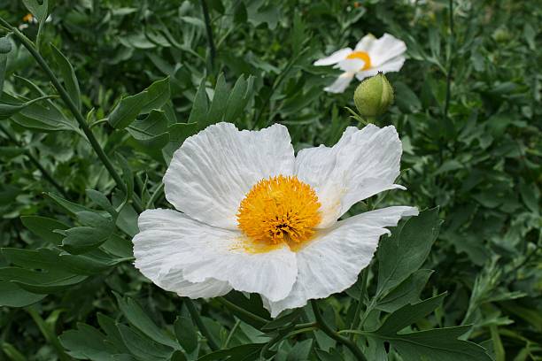Cucullaria Flower Seed