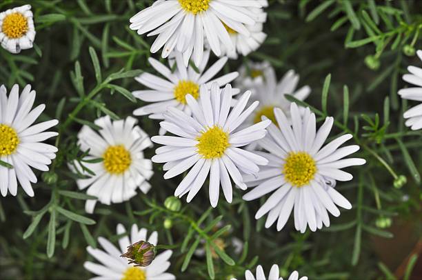 Brachyscome Flower Seeds