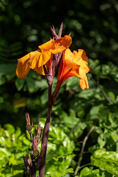 Orange Canna Lilly Flower Seeds